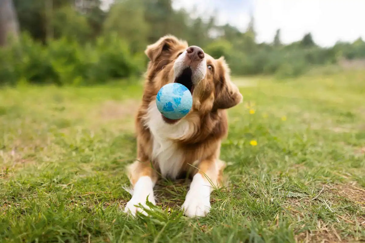 Wolters Dog Fun Ball
