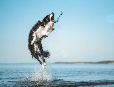 Wolters Dog Fun Gym