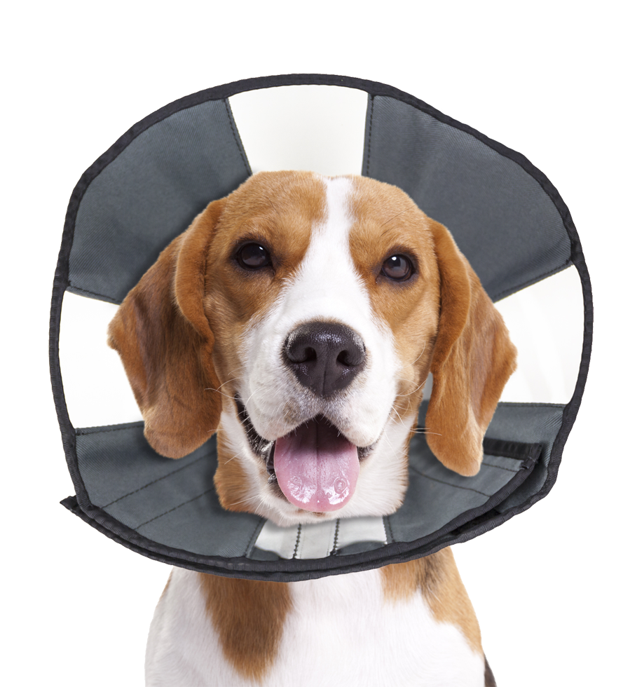 Zenpet Procone