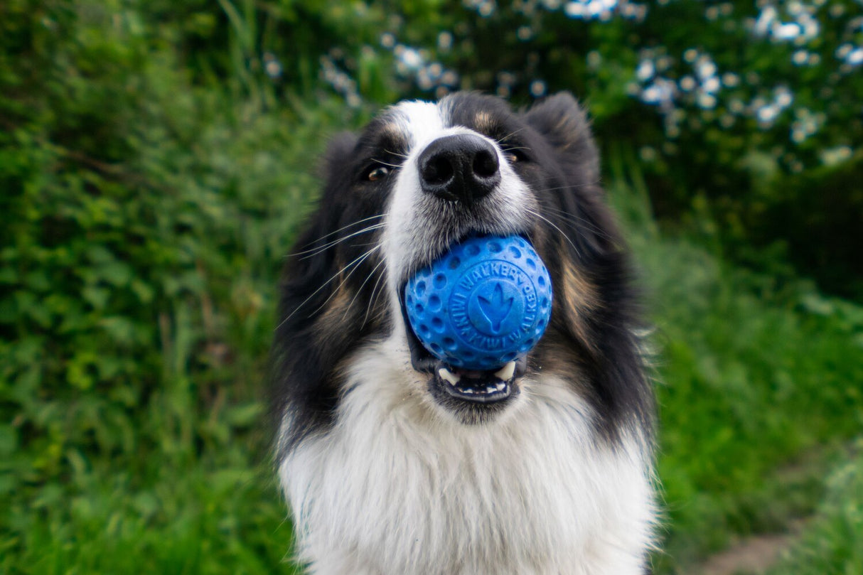 Kiwi Walker Let's Play Ball