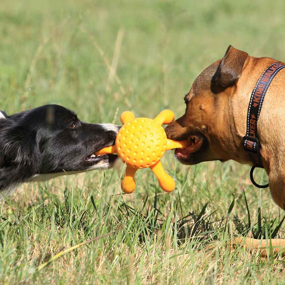 Kiwi Walker Let's Play Octopus Maxi