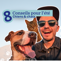 8 tips for the summer of your animals
