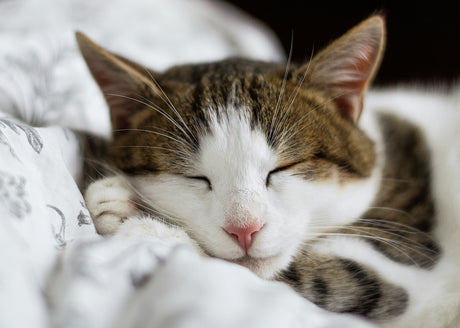Gesunde Katzenernährung – so bleibt deine Katze fit und zufrieden