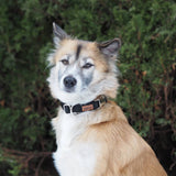 KOCH-HEIMTIERWELT Premium Clip Collar