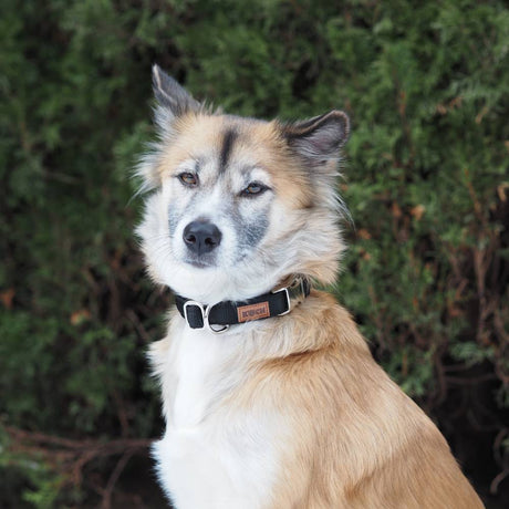 KOCH-HEIMTIERWELT Premium Clip Collar