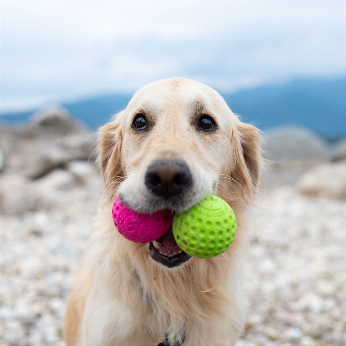 Kiwi Walker Let's Play Ball