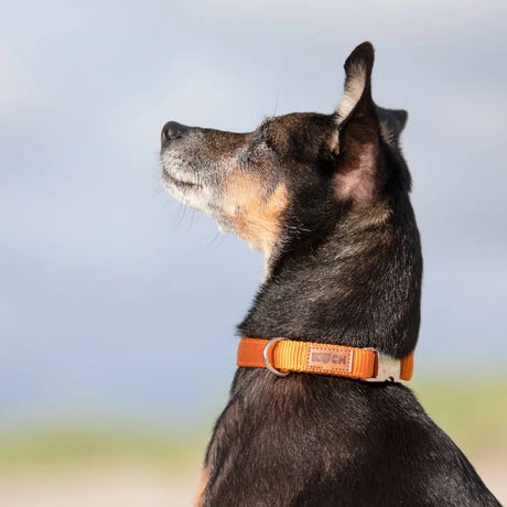 KOCH-HEIMTIERWELT Premium Clip Collar
