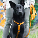 KOCH-HEIMTIERWELT Premium Harness