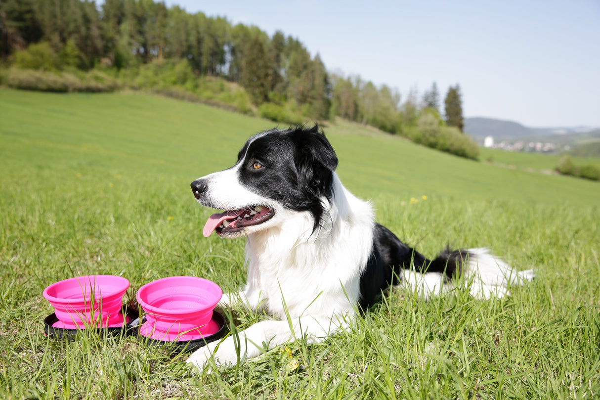 Kiwi Walker Travel Double Bowl