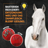 QChefs Dental Cracker Balance – Horse before/after