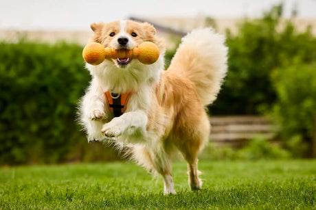 Wolters Dog Fun Gym