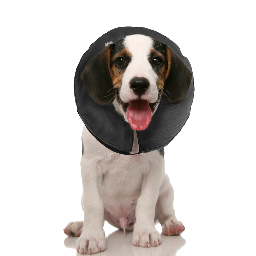 Zenpet ProCollar