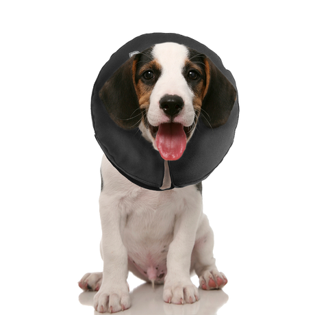Zenpet ProCollar