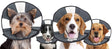 Zenpet Procone