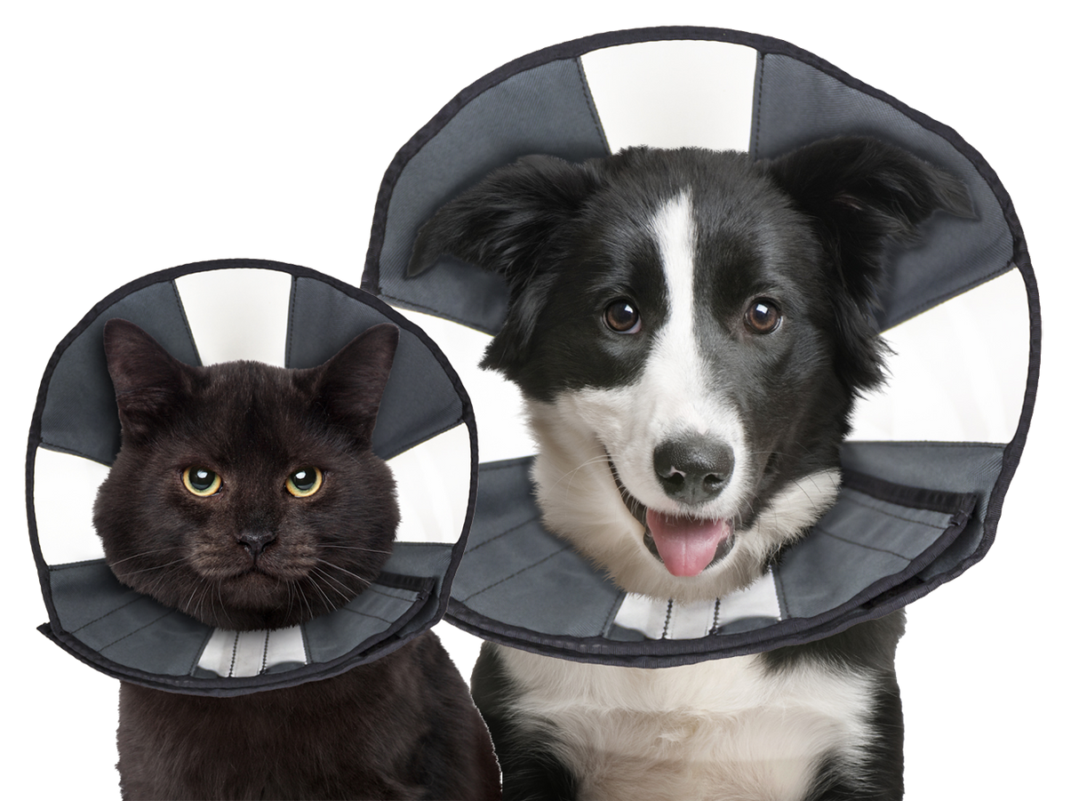 Zenpet Procone