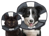 Zenpet Procone