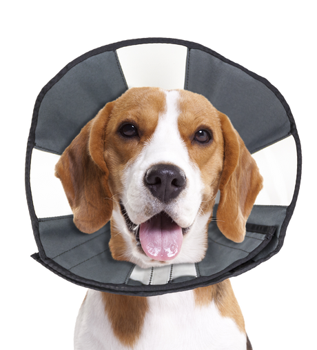 Zenpet Procone