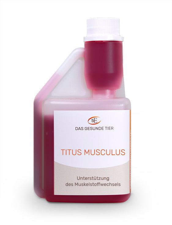 5 Elements : Titus musculus