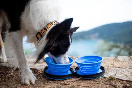 Kiwi Walker Travel Double Bowl