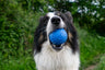 Kiwi Walker Let's Play Ball