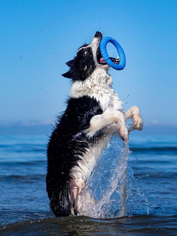 Kiwi Walker Let's Play ! Mini Ring