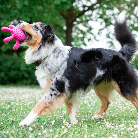 Kiwi Walker Let's Play Octopus Maxi