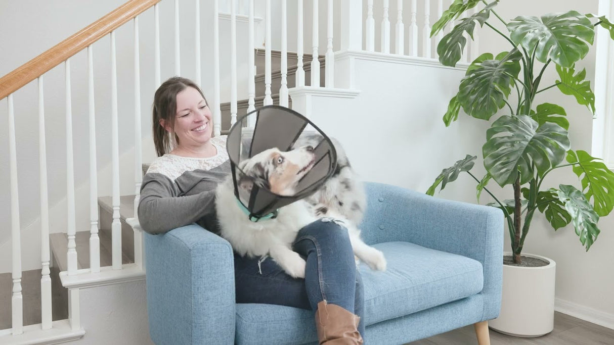 Zenpet Procone